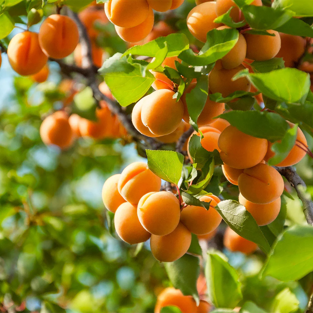 Apricots