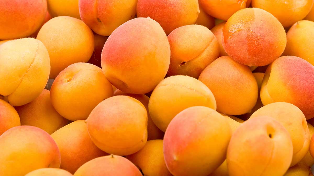 Apricots