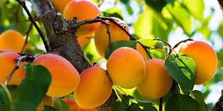 Apricots