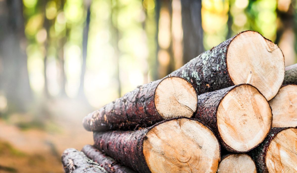 Timber Wood